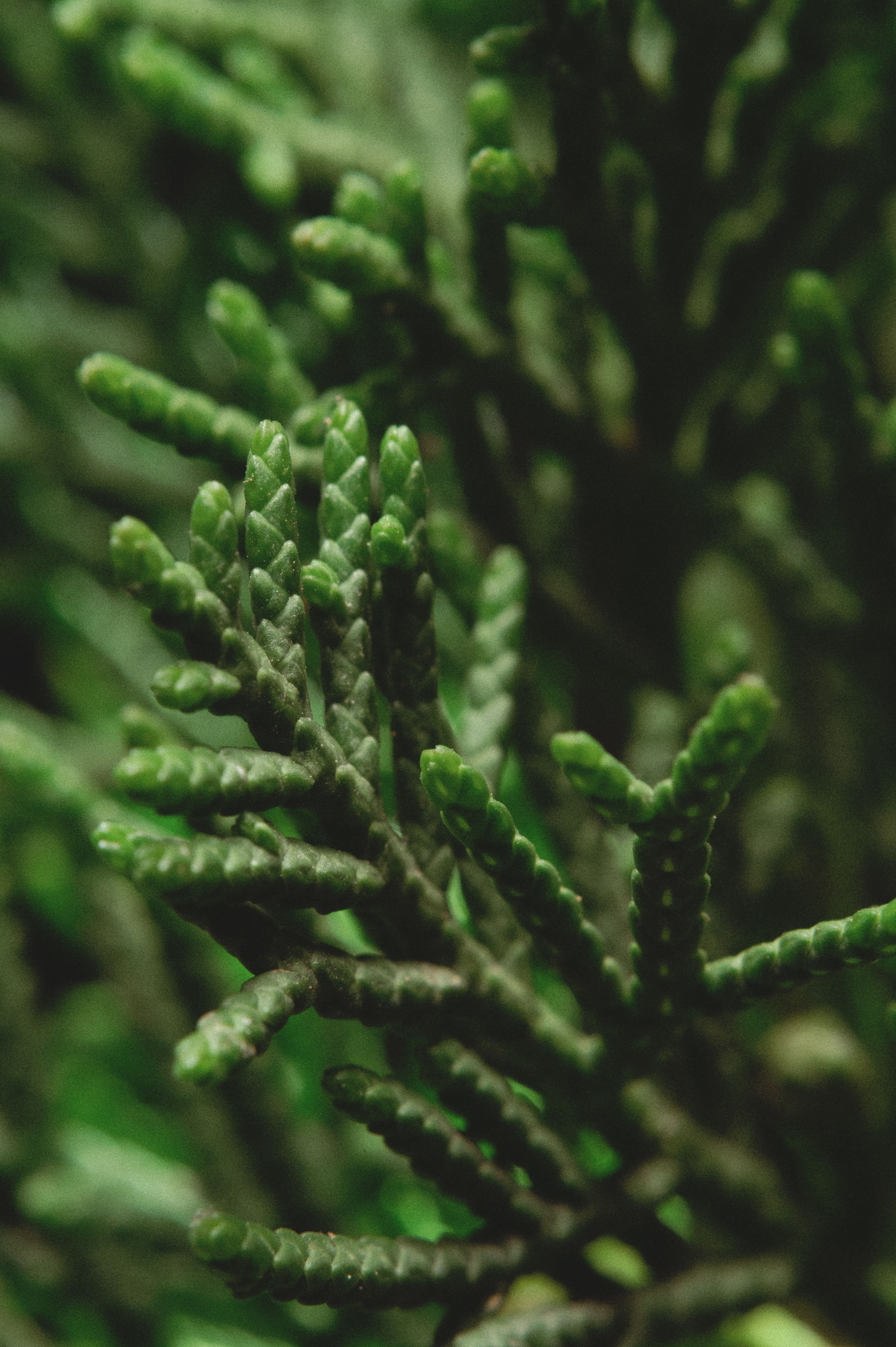 8.Cypress_Cedar_macro.jpg