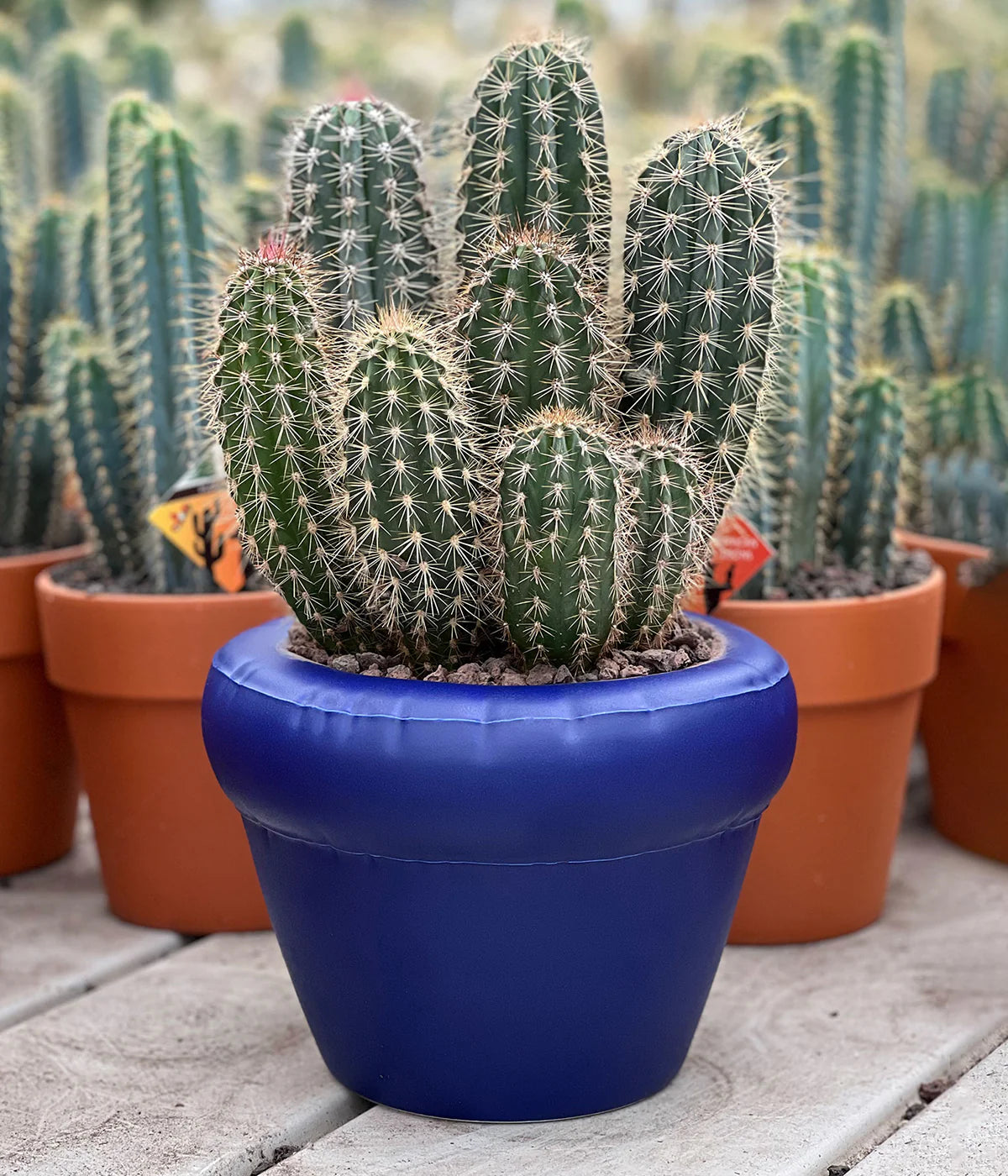 Home-Studyo-tableware-planter-indigo-1200x1400px-2.webp