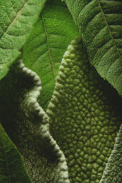 Lemon verbena & sage - soap bar