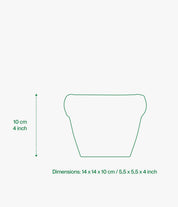 Louis planter gloss