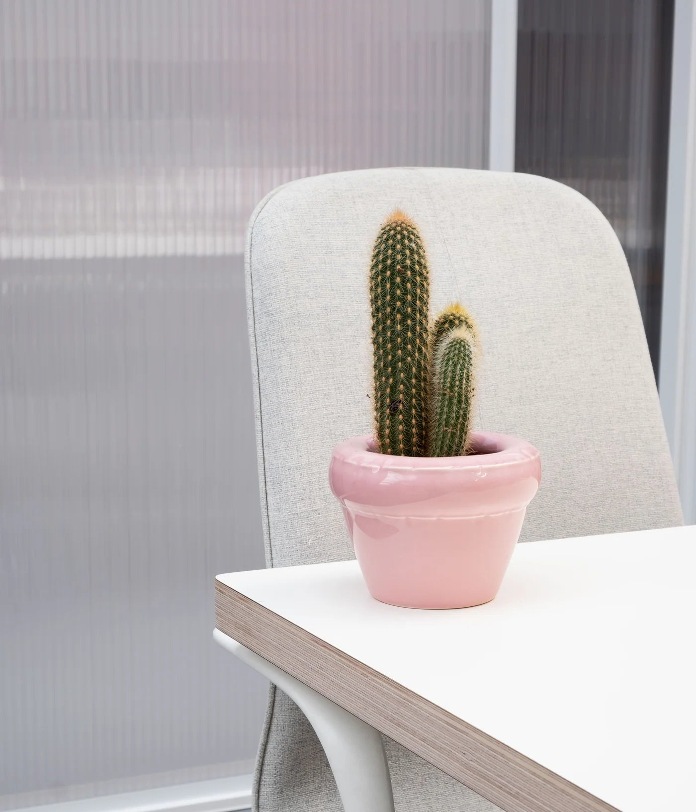 Louis planter gloss