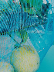Glas - When life gives you lemons