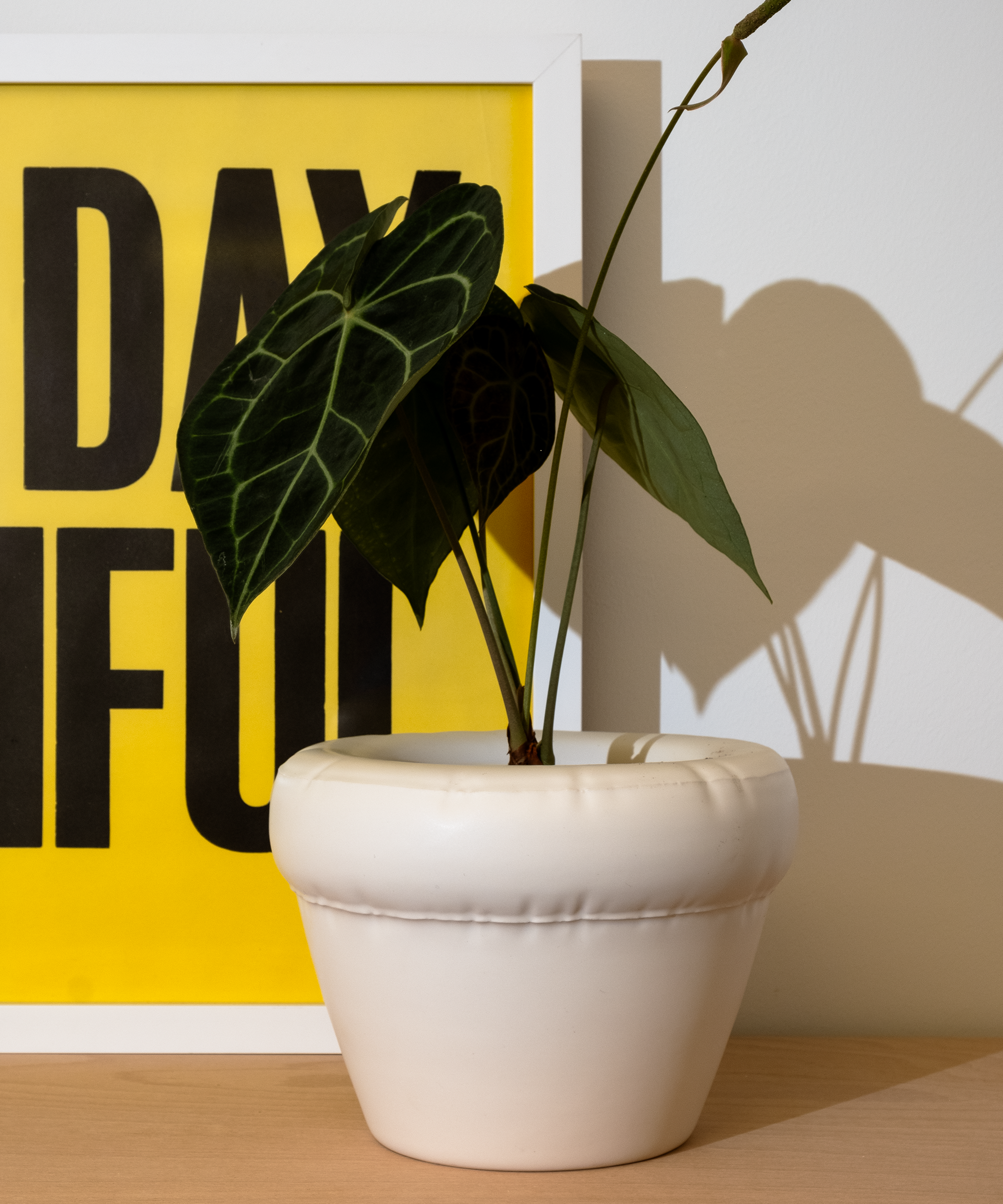 Home-Studyo-Blow-Up-planter-portrait-3.png