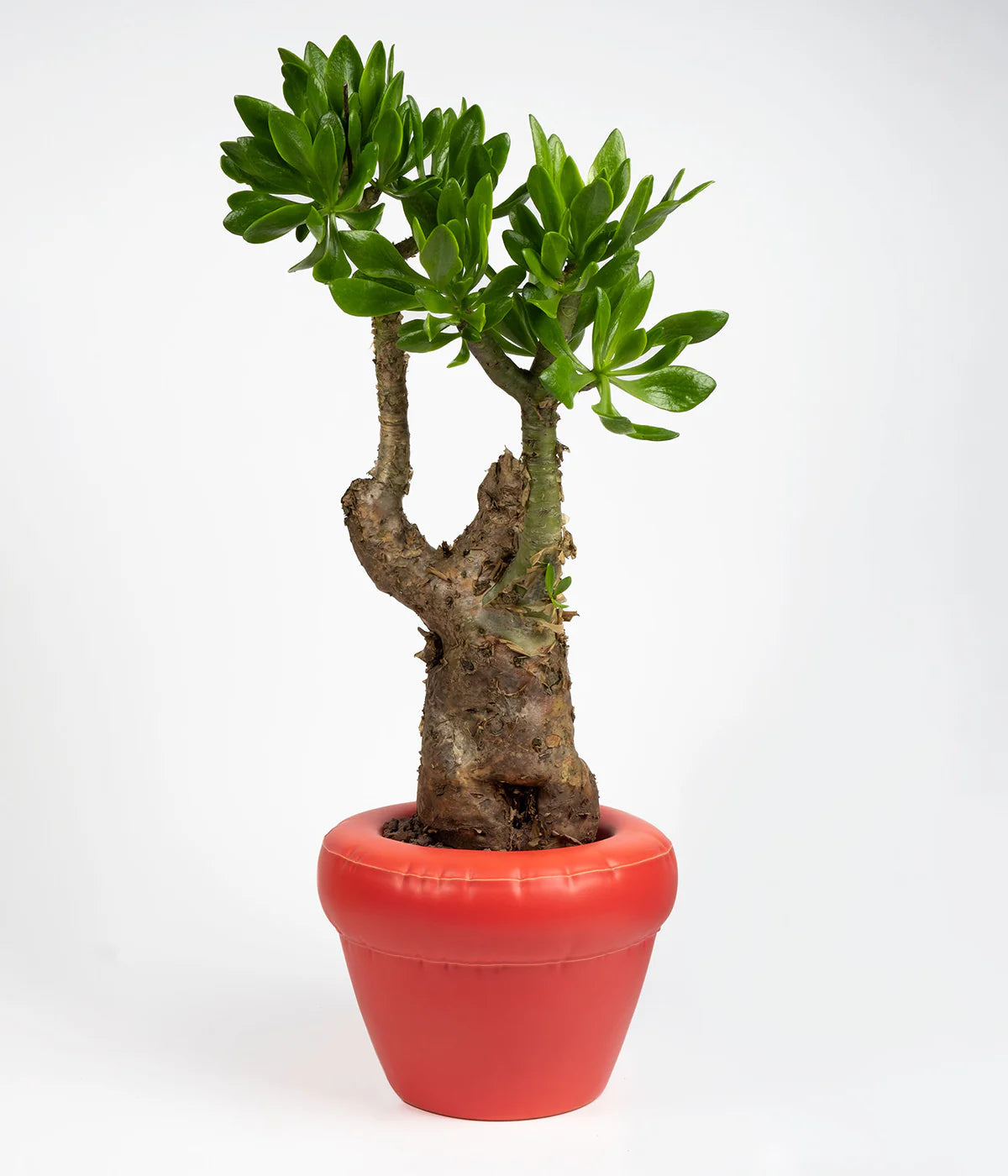Pierre planter - Coral