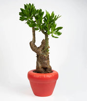 Pierre planter - Coral