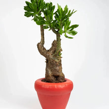 Afbeelding in Gallery-weergave laden, Pierre planter - Coral
