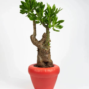 Pierre planter - Coral