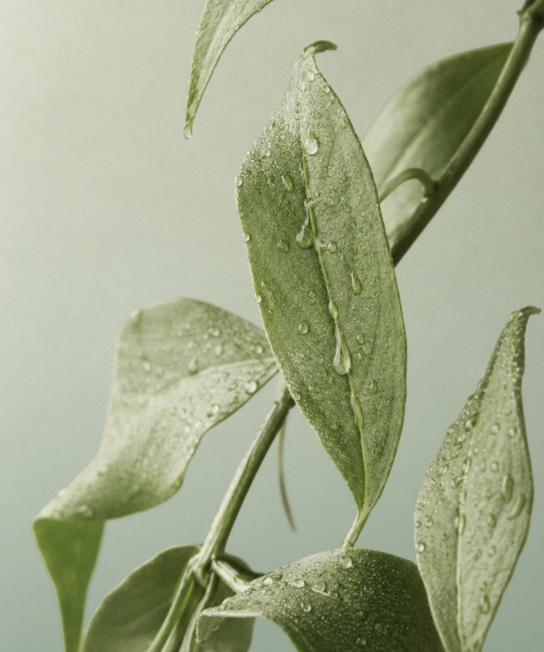 TPE_CIME_CLEARSKIN_012.jpg