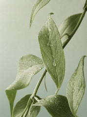 clear skin exfoliërend serum