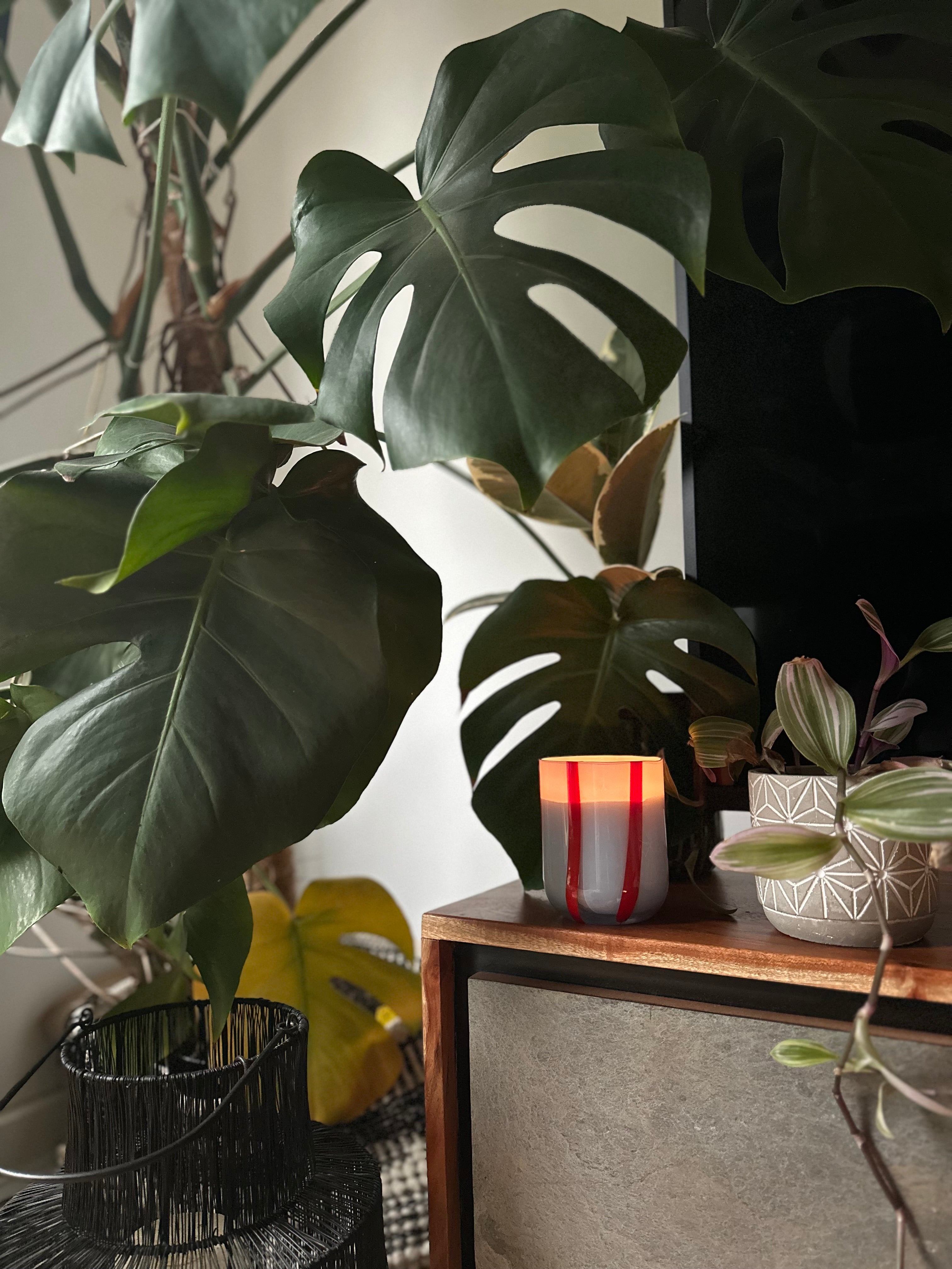 geurkaars atina - tomato & mint leaf