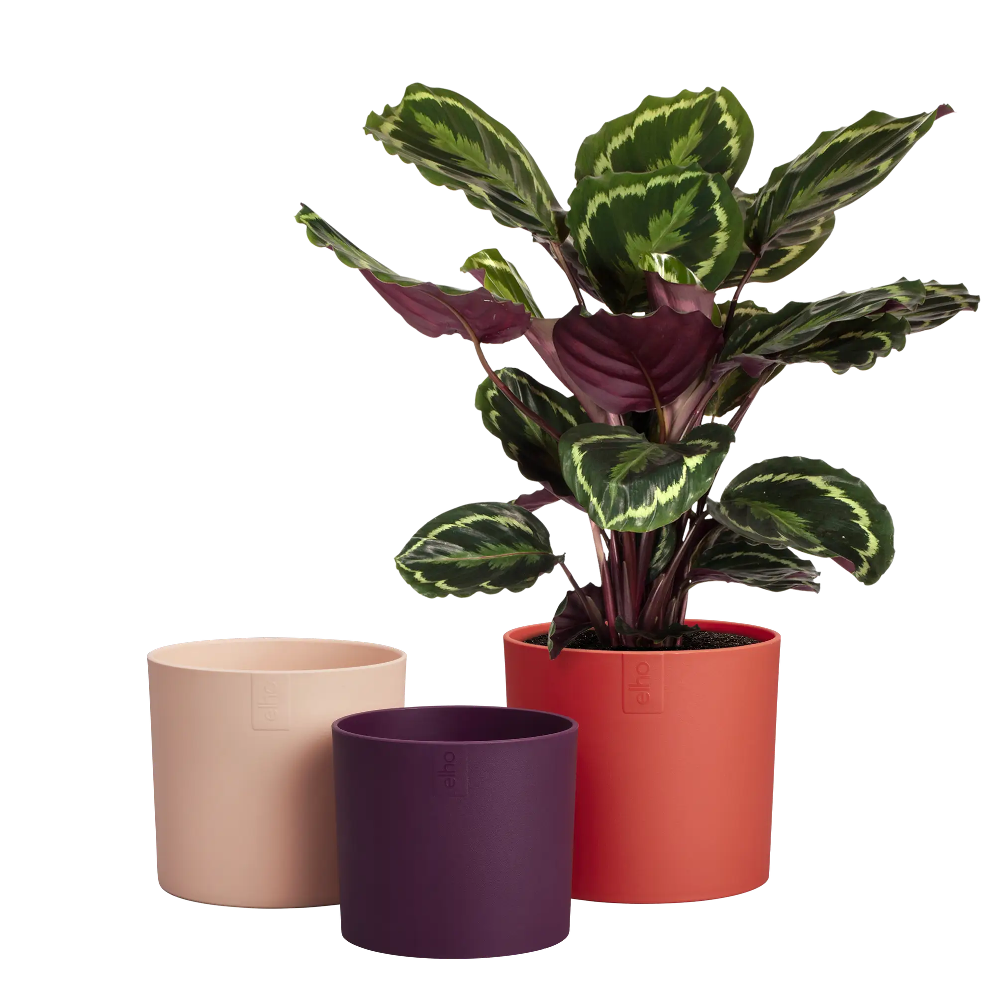 lex_pott_set_11_13_14_coral_red_calathea.webp