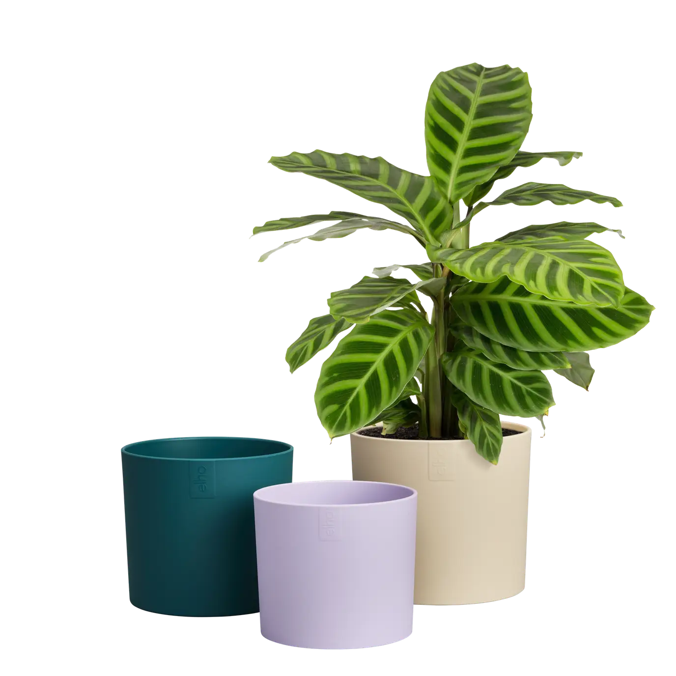 lex_pott_set_11_13_14_velvet_cream_calathea.webp