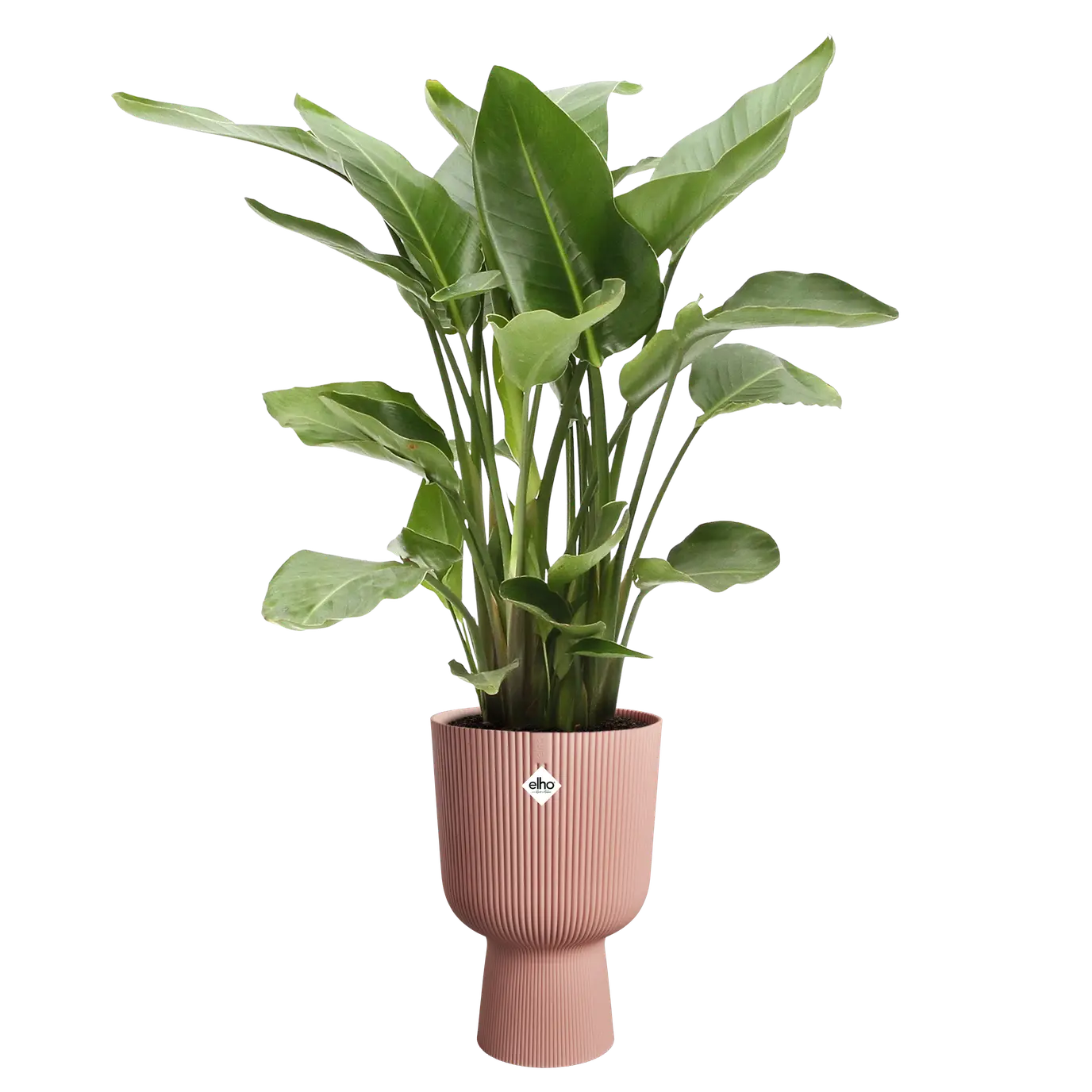 vibes_fold_coupe_30cm_delicate_pink.strelizia.c1.webp