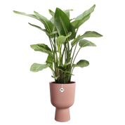 Vibes fold coupe - plantenpot