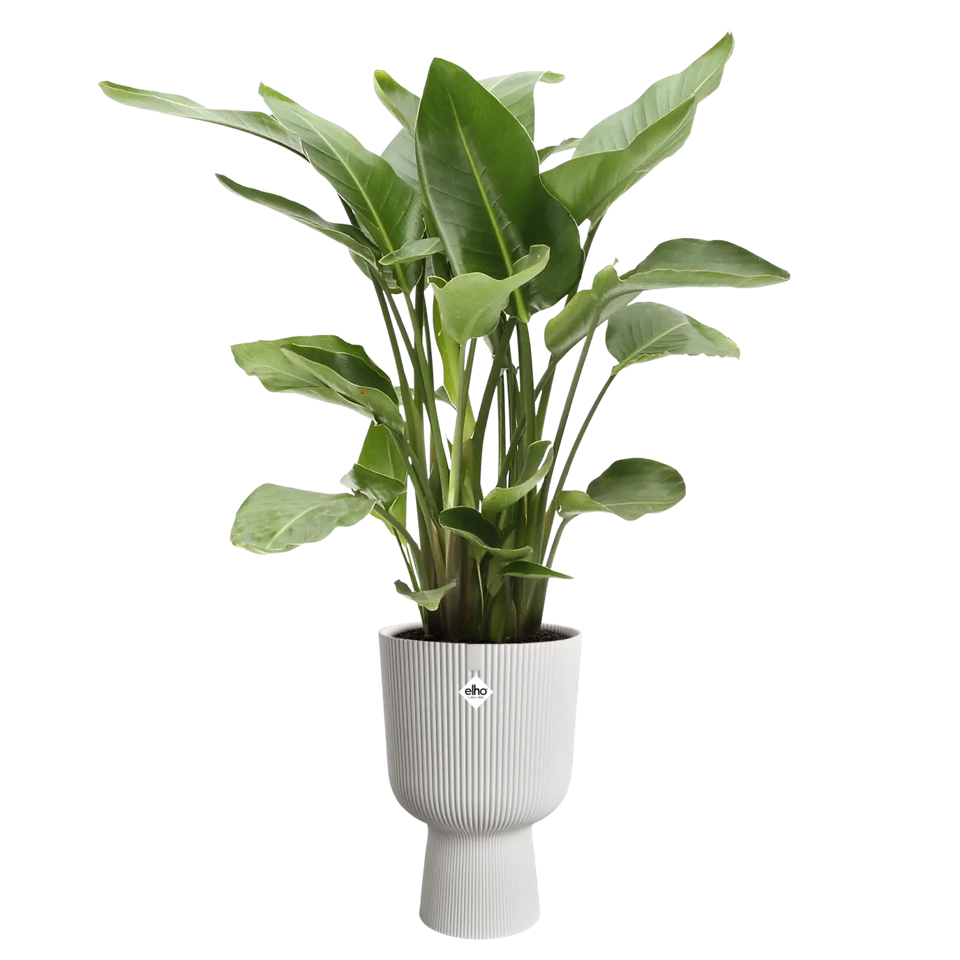 vibes_fold_coupe_30cm_silky_white.strelizia.c1.webp