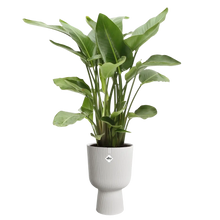 Afbeelding in Gallery-weergave laden, Vibes fold coupe - plantenpot
