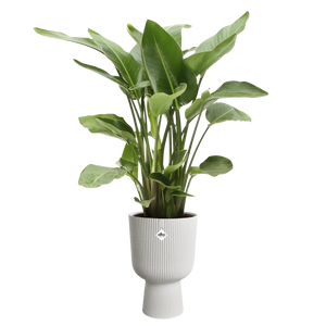 Vibes fold coupe - plantenpot