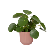 Vibes fold rond - plantenpot