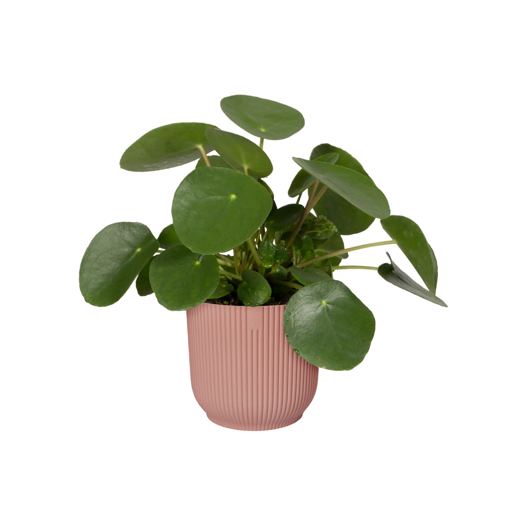 vibes_fold_rond_delicate_pink.n1.webp