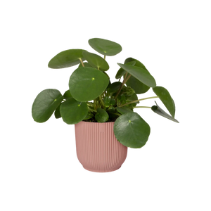 Vibes fold rond - plantenpot