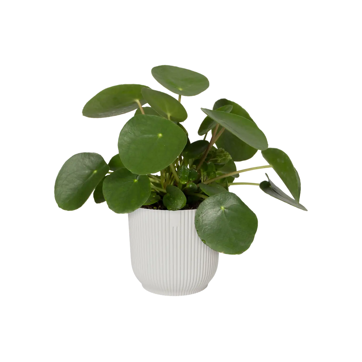 vibes_fold_rond_silky_white.n1.webp
