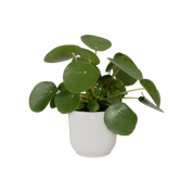 Vibes fold rond - plantenpot