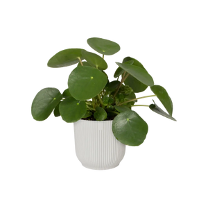 Vibes fold rond - plantenpot