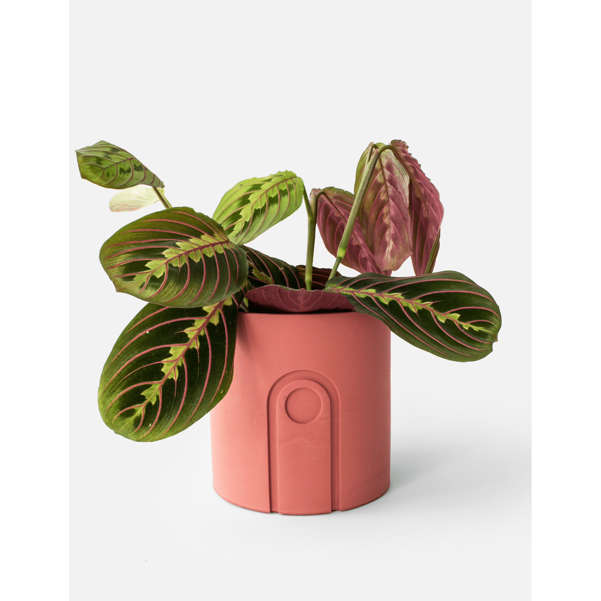 Jane_Pomegranate_plant.png