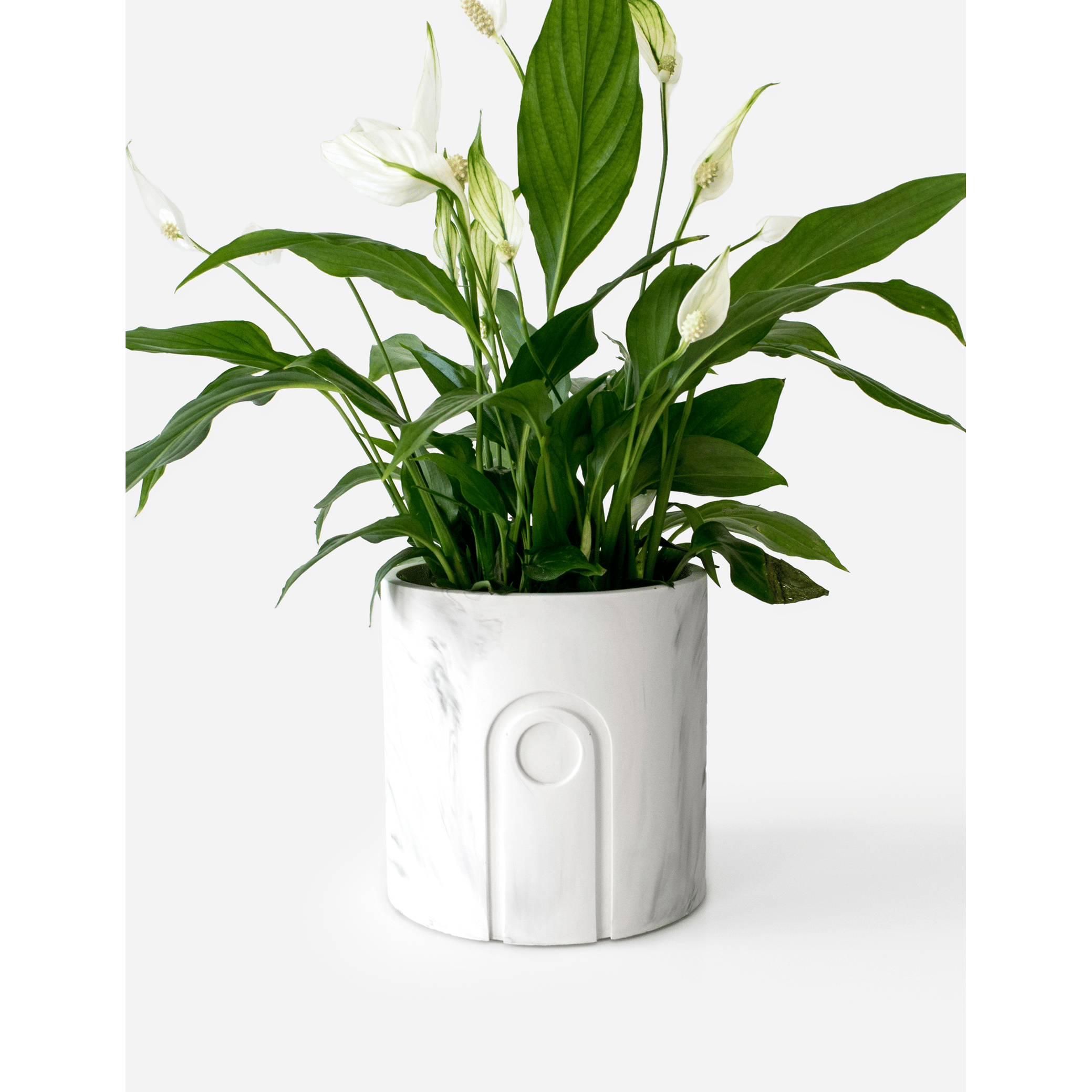 Jane_White-Marble_plant.png