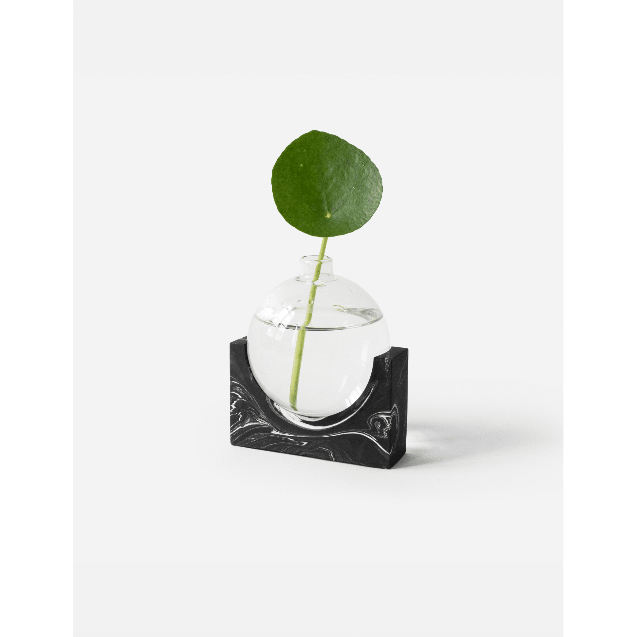 June_black-marble_plant.png