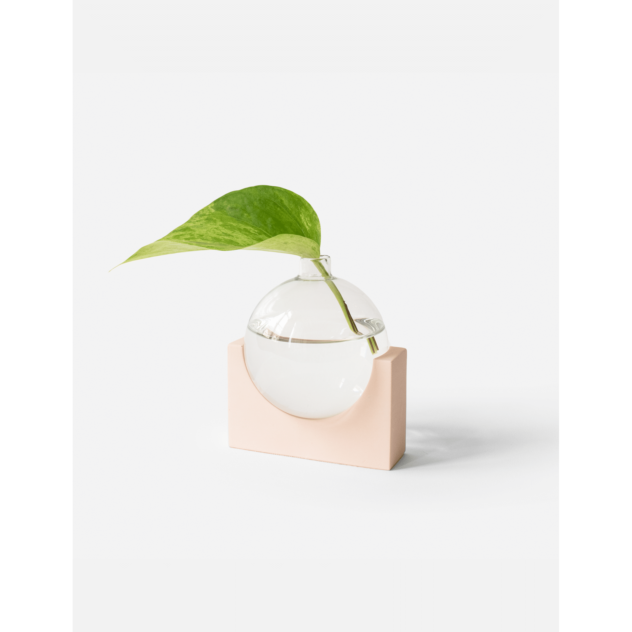 June_millennial-pink_plant.png