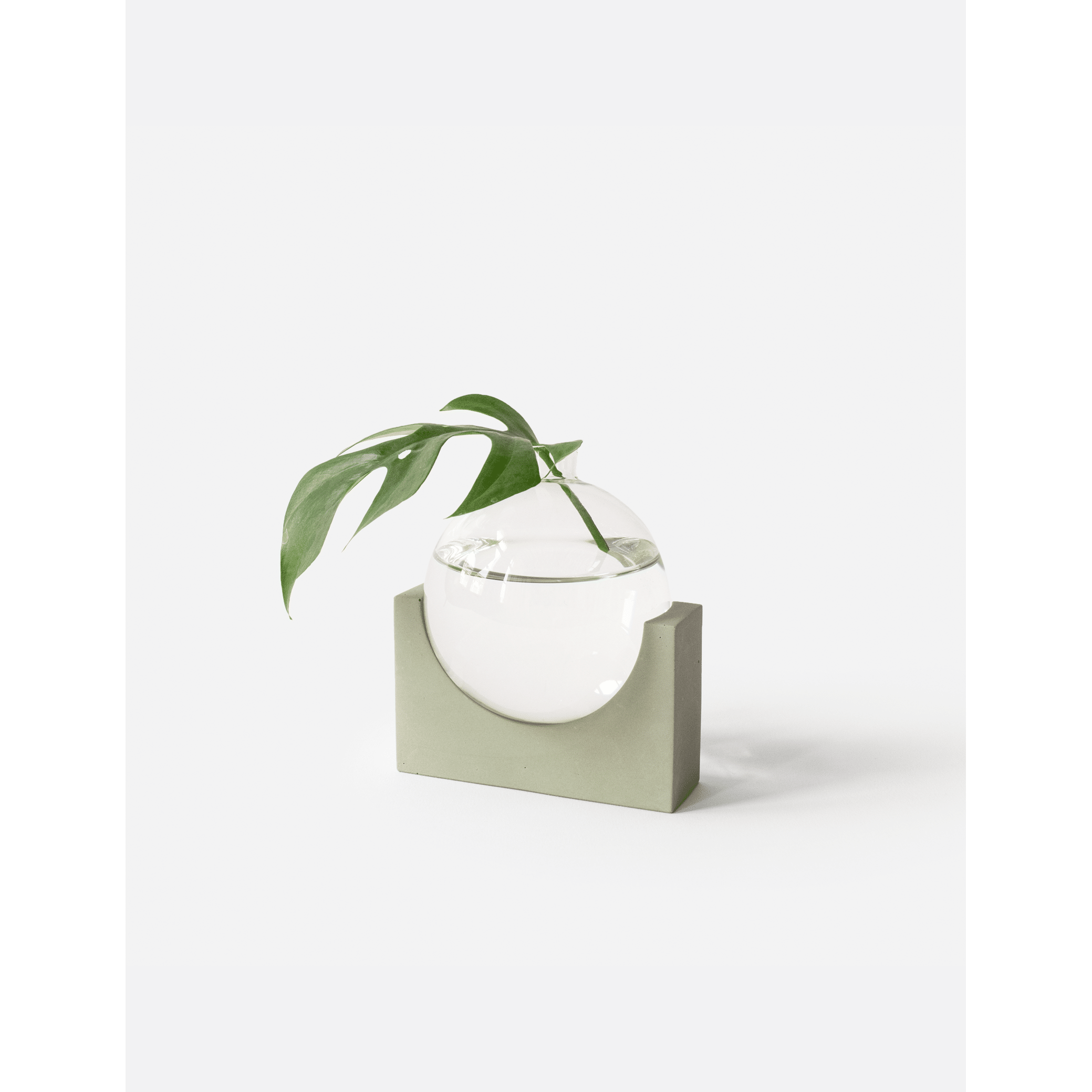 June_olive-green_plant.png