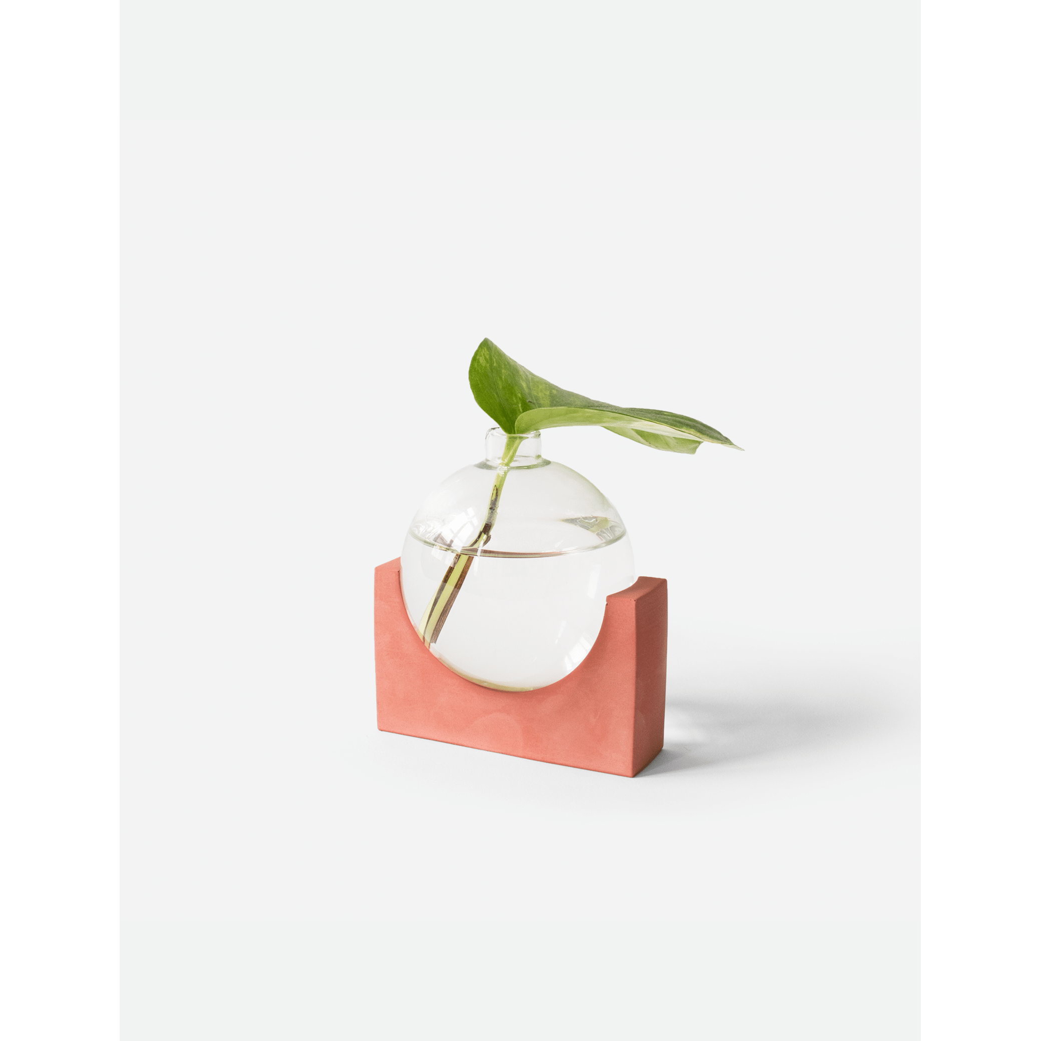 June_pomegranate_plant.png