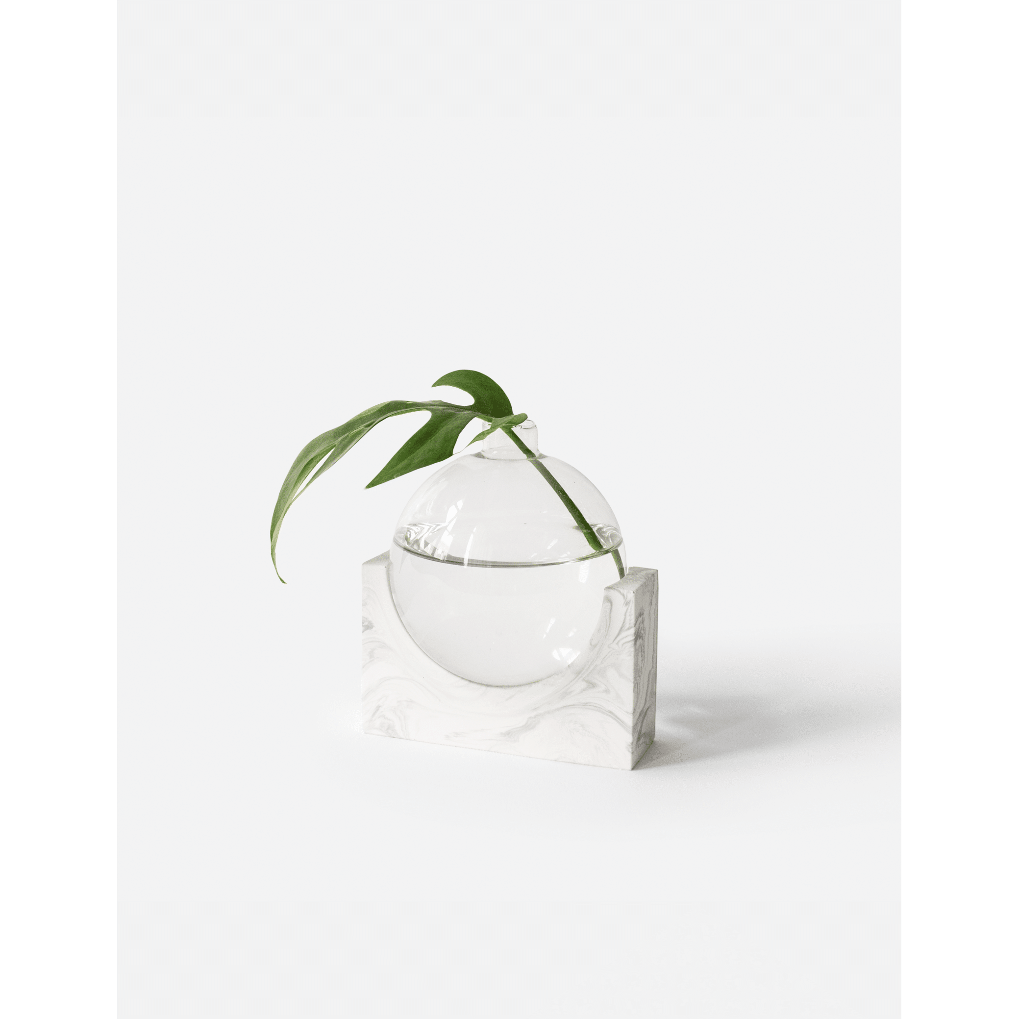 June_white-marble_plant.png
