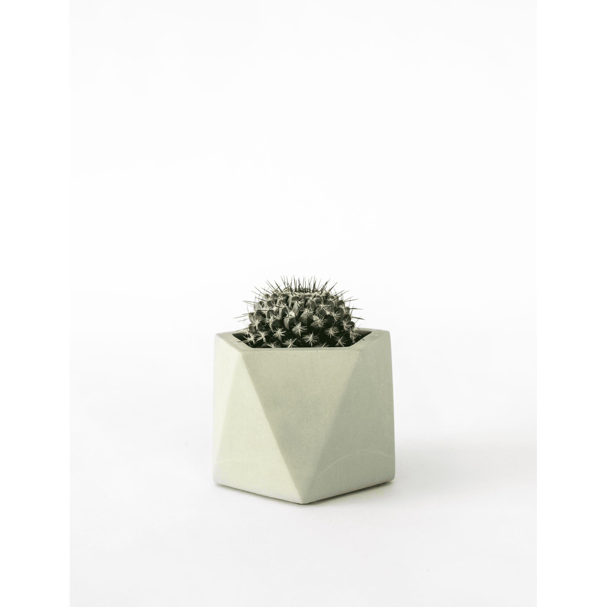 Mare-medium_olive-green_plant.png