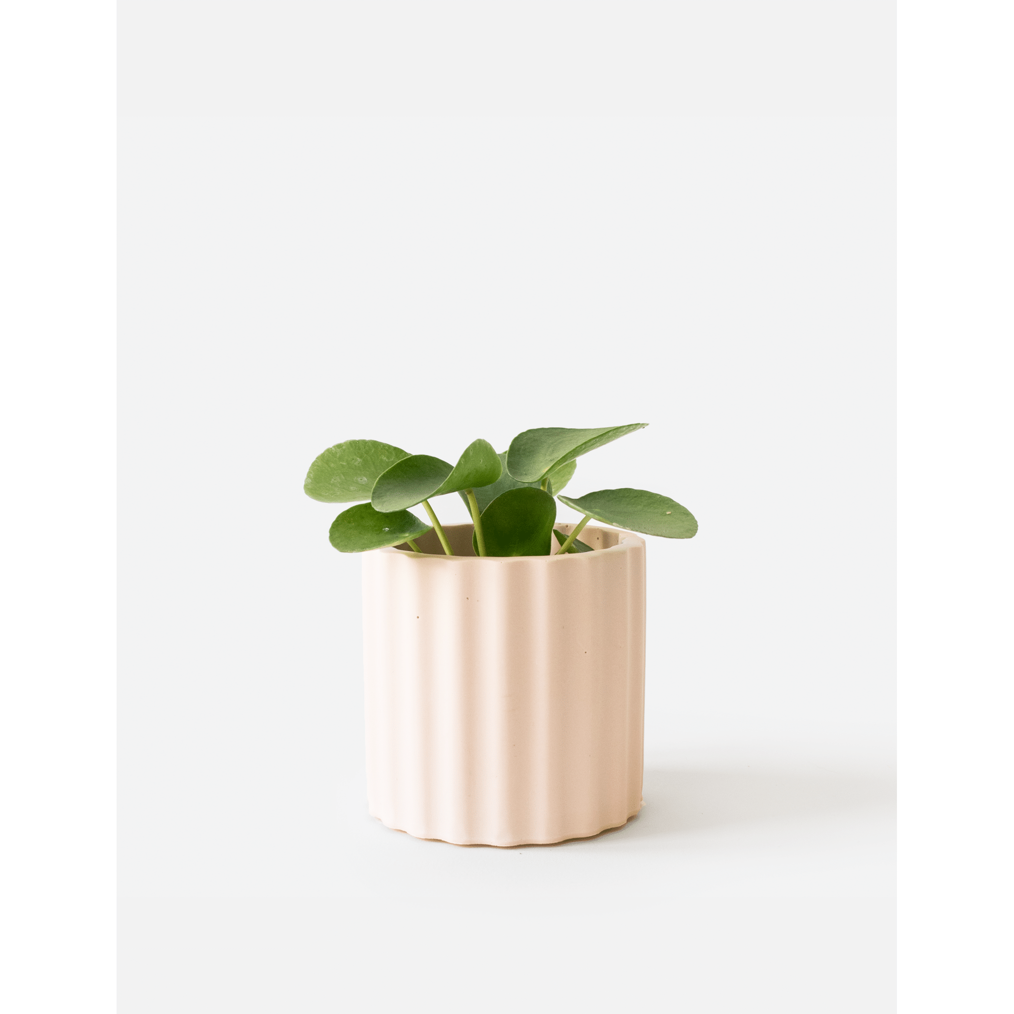 Mila_Millennial-Pink_plant.png