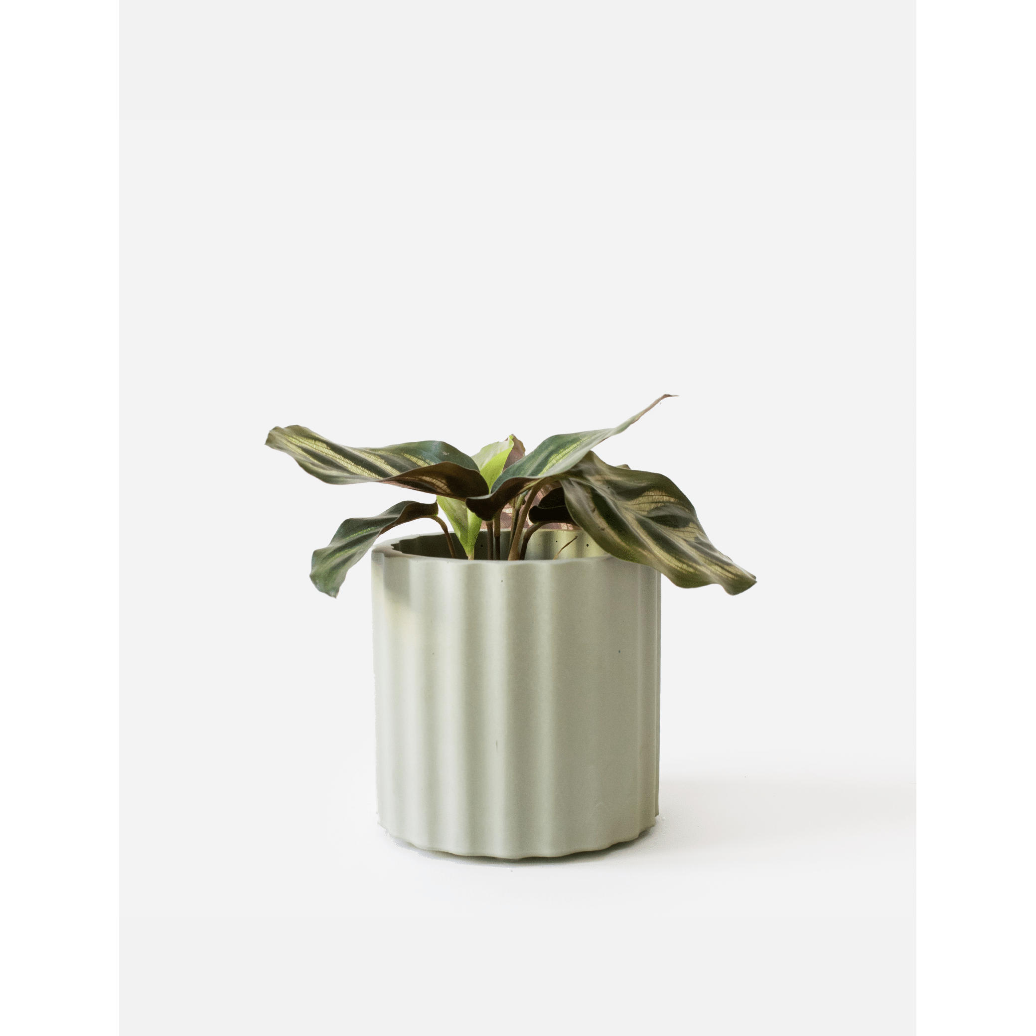 Mila_Olive-Green_plant.png