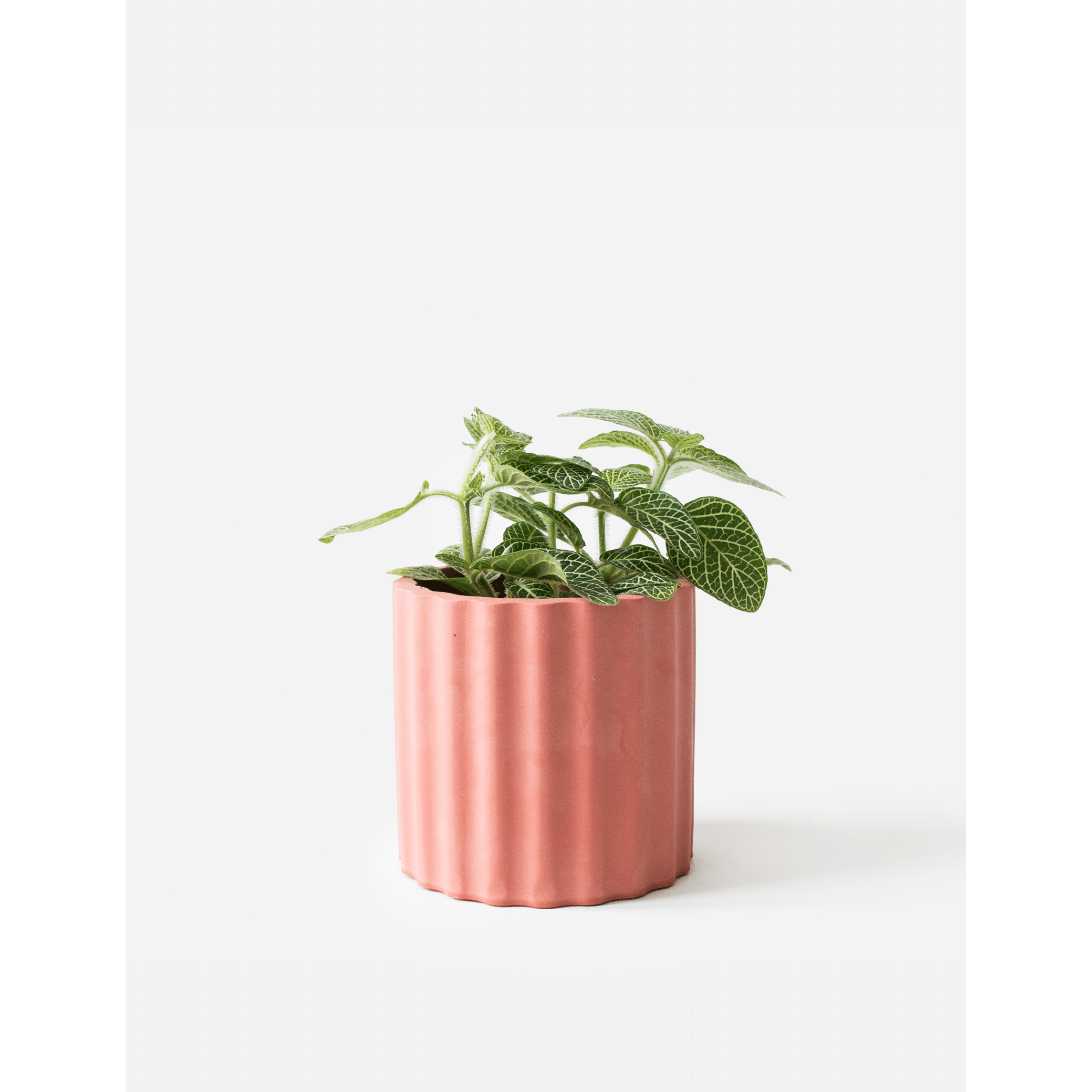 Mila_Pomegranate_plant.png