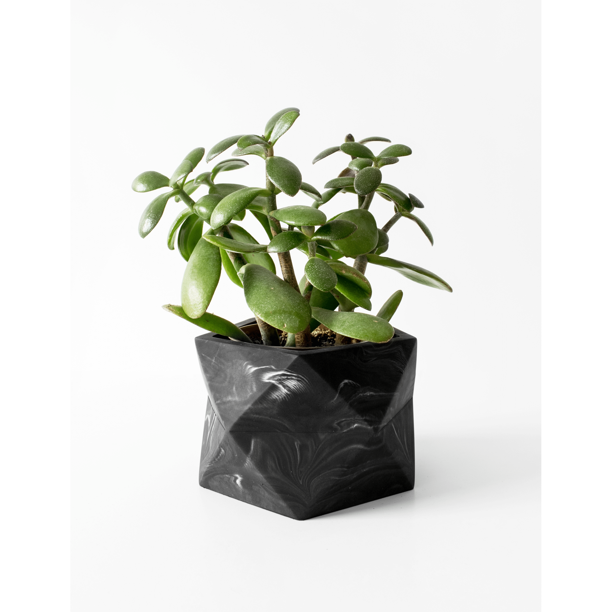 Palua-large_black-marble_plant.png