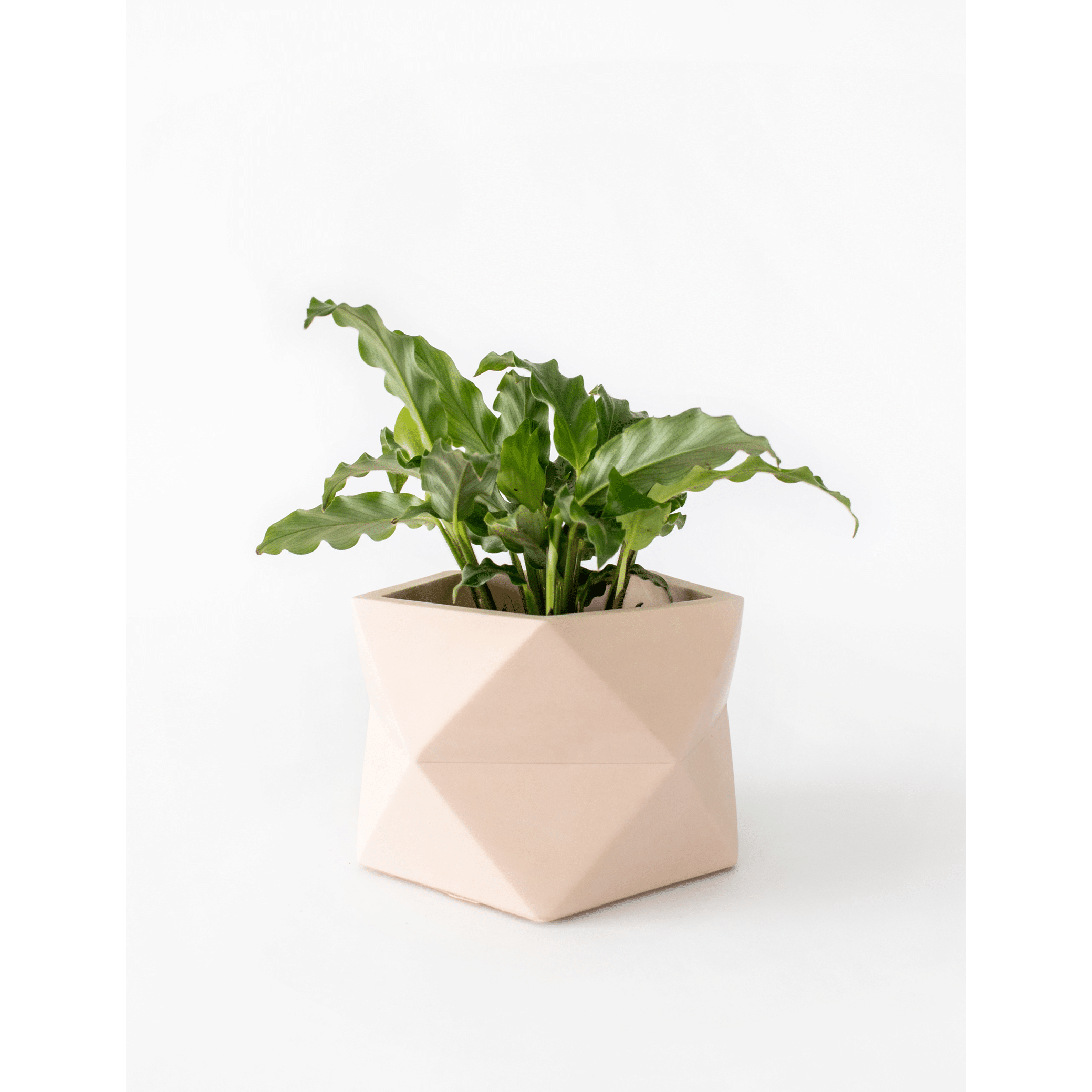 Palua-large_millennial-pink_plant.png