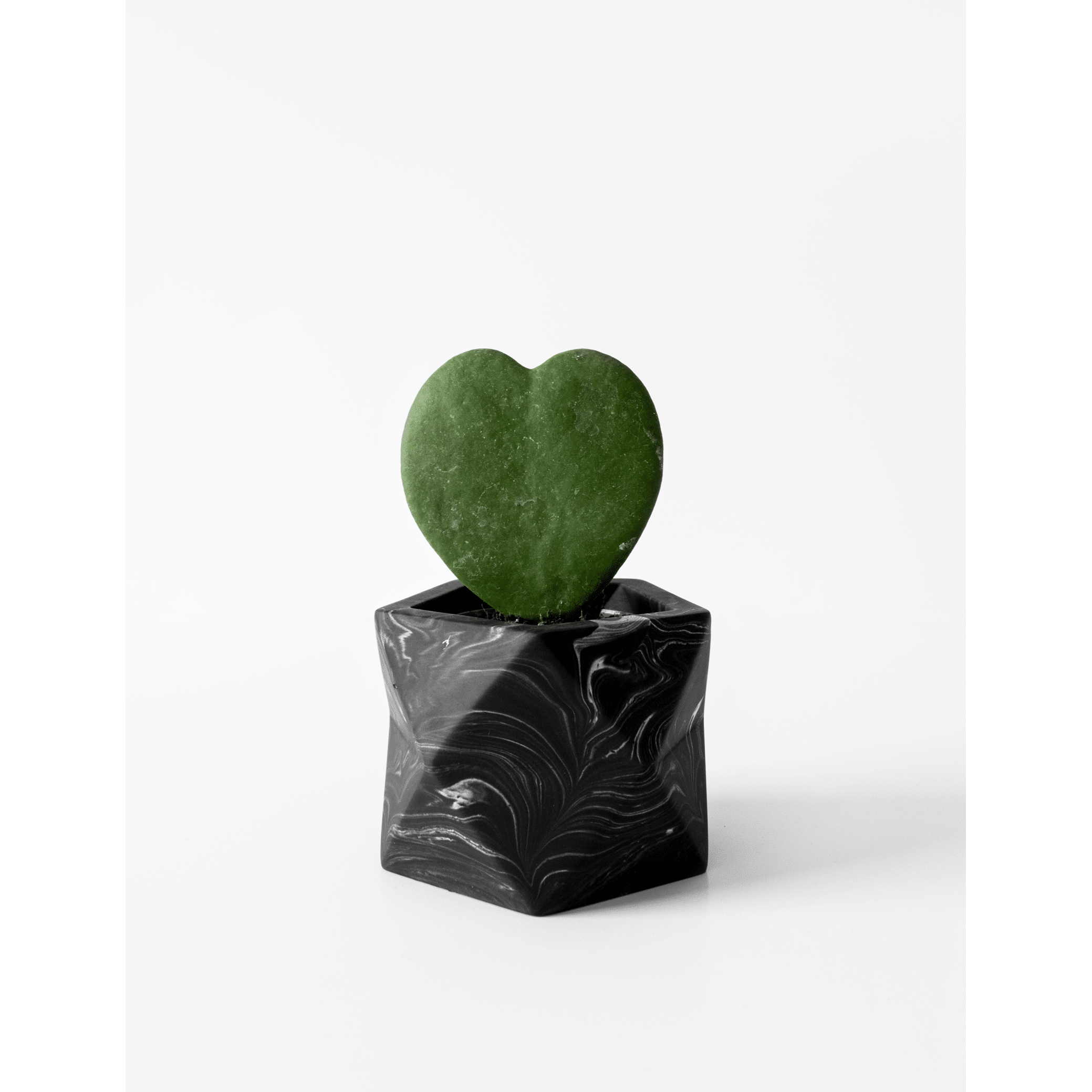 Palua-medium_black-marble_plant.png