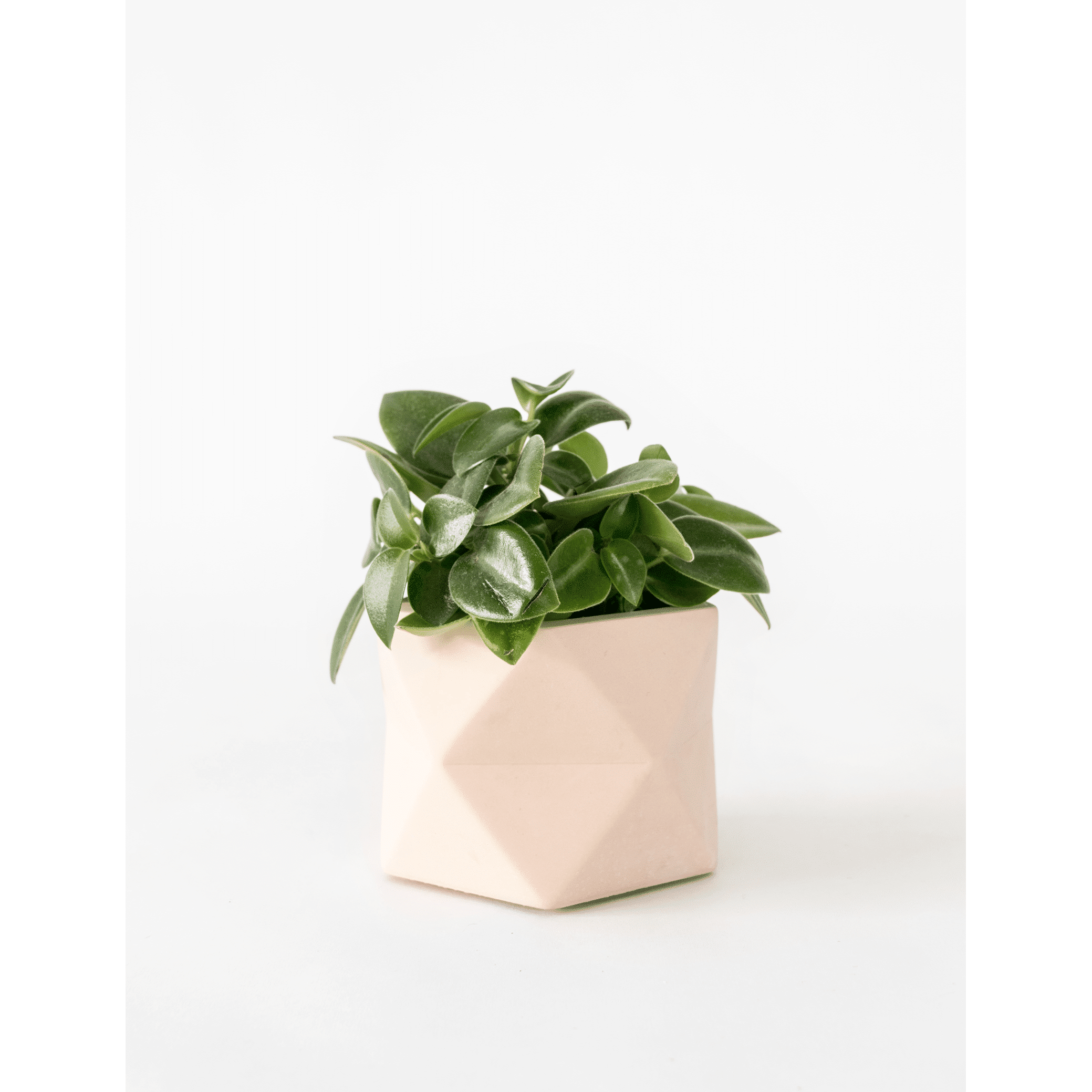 Palua-medium_millennial-piink_plant.png