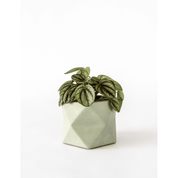 Palua medium - Olive green