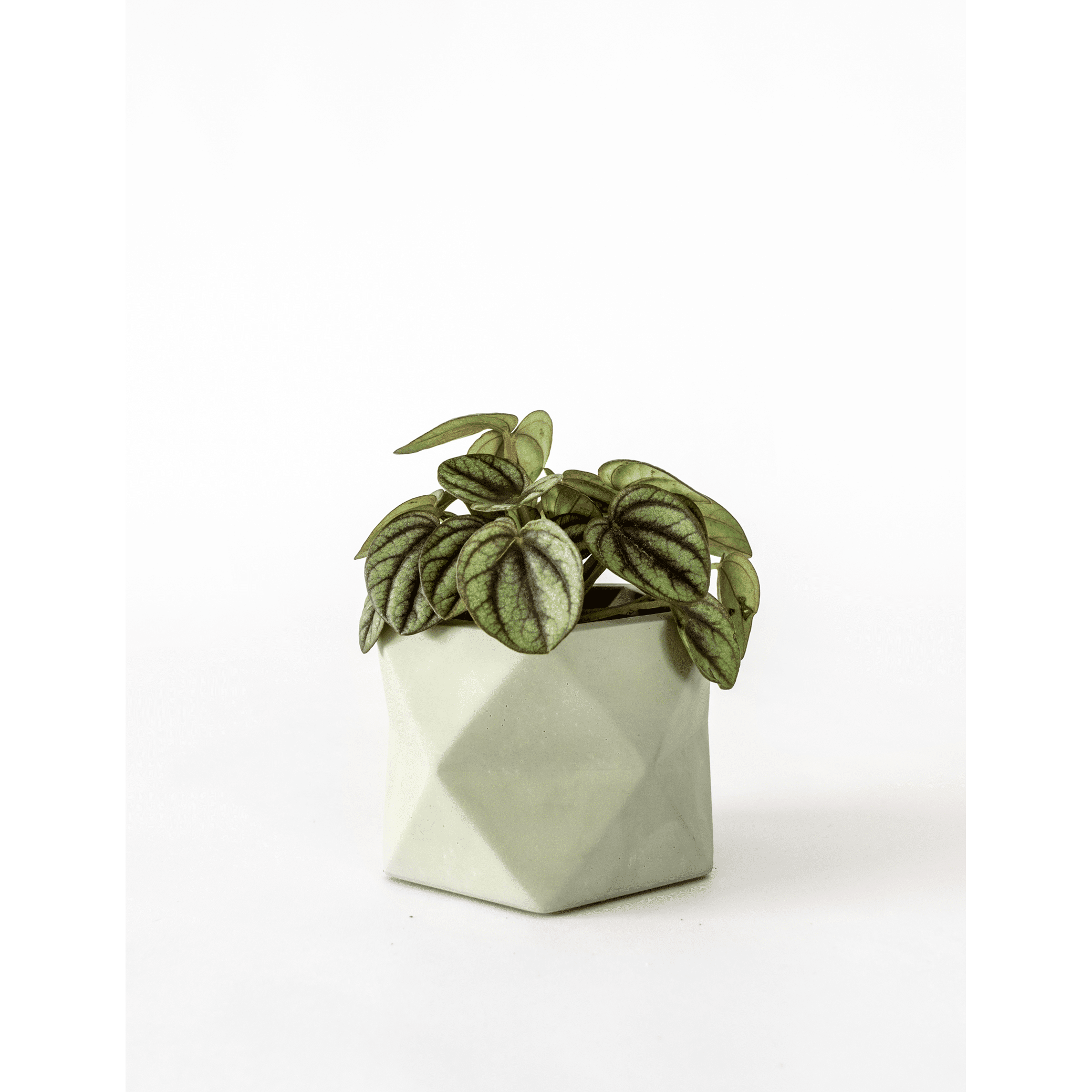 Palua-medium_olive-green_plant.png