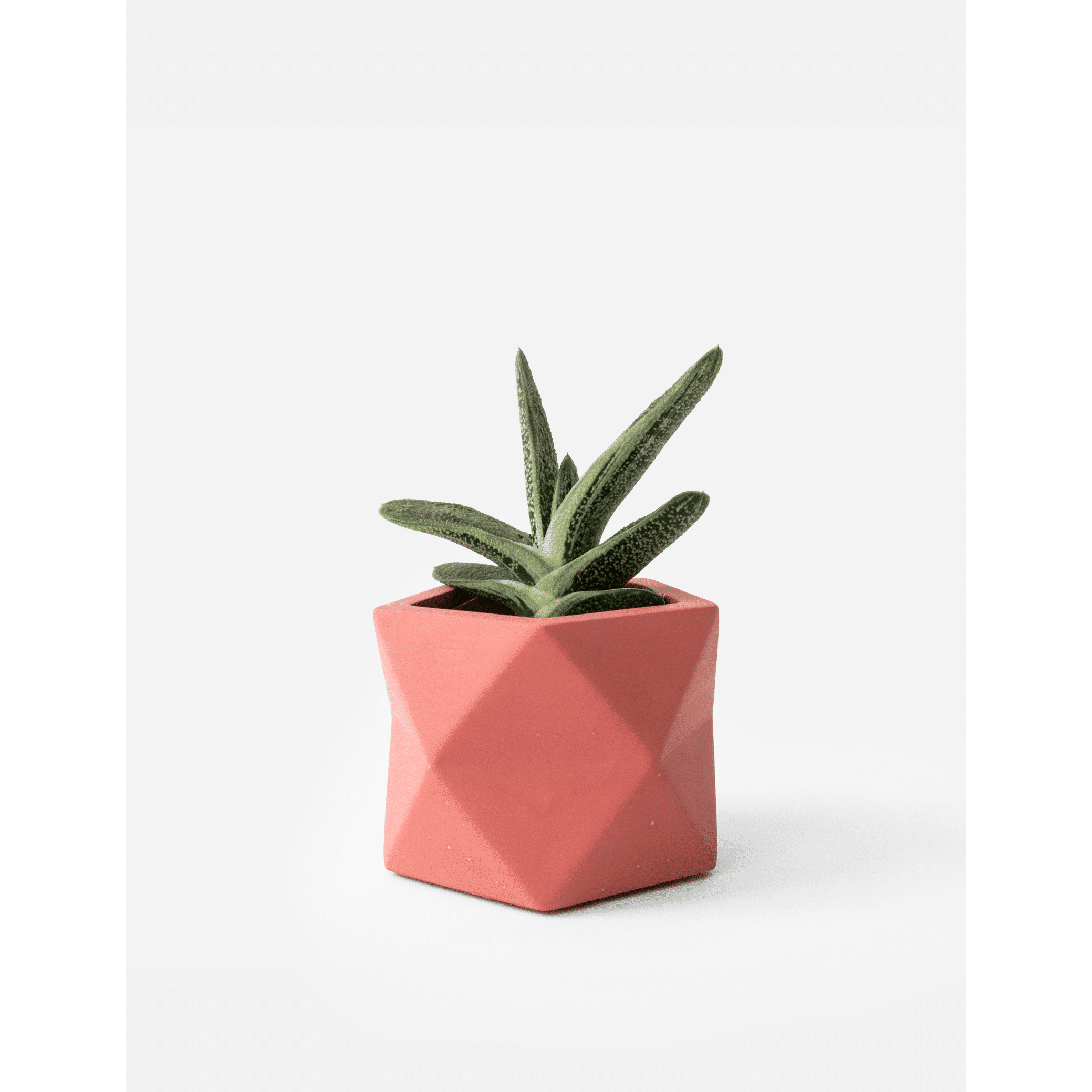 Palua-medium_pomegranate_plant.png