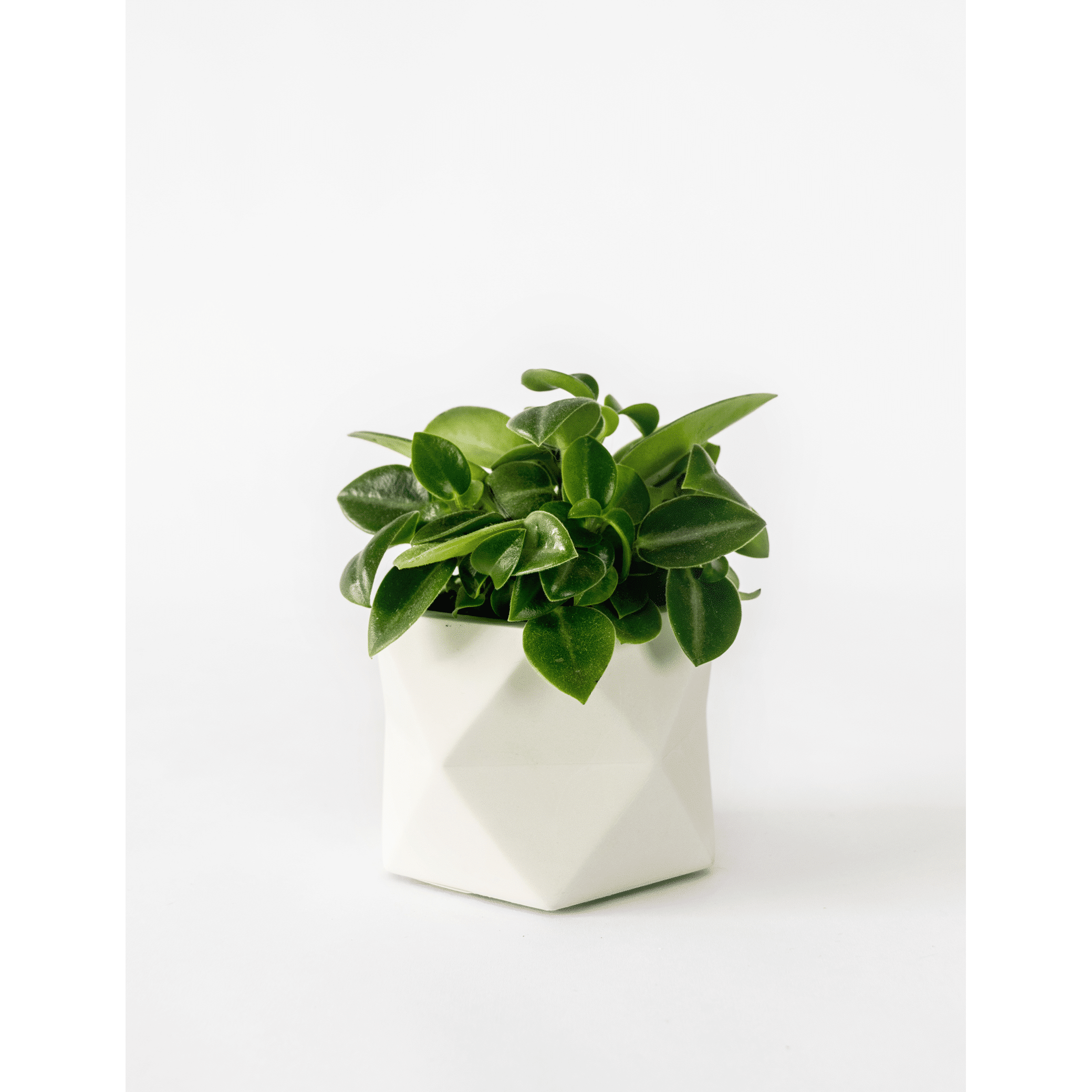 Palua-medium_silver-green_plant.png