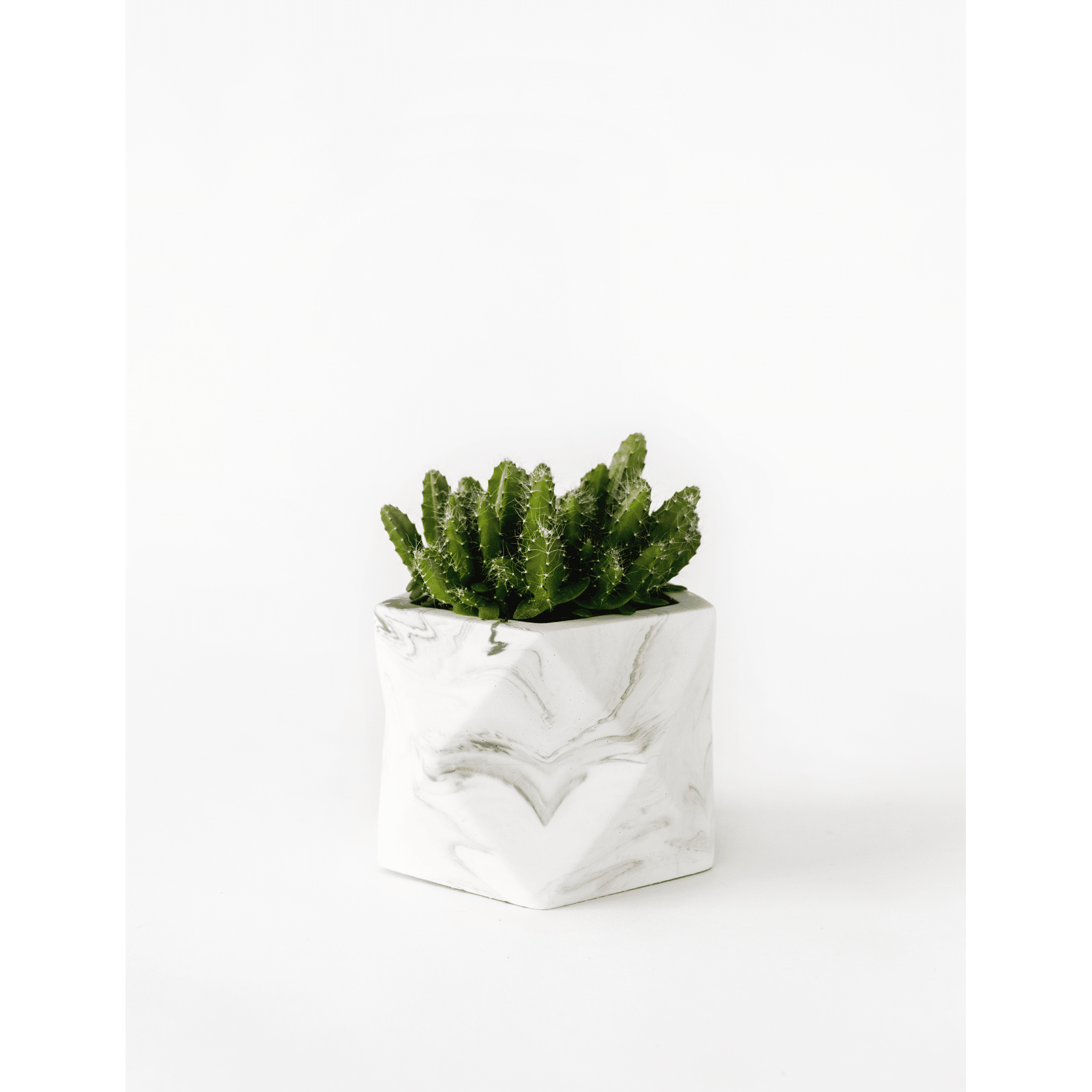 Palua-medium_white-marble_plant1.png