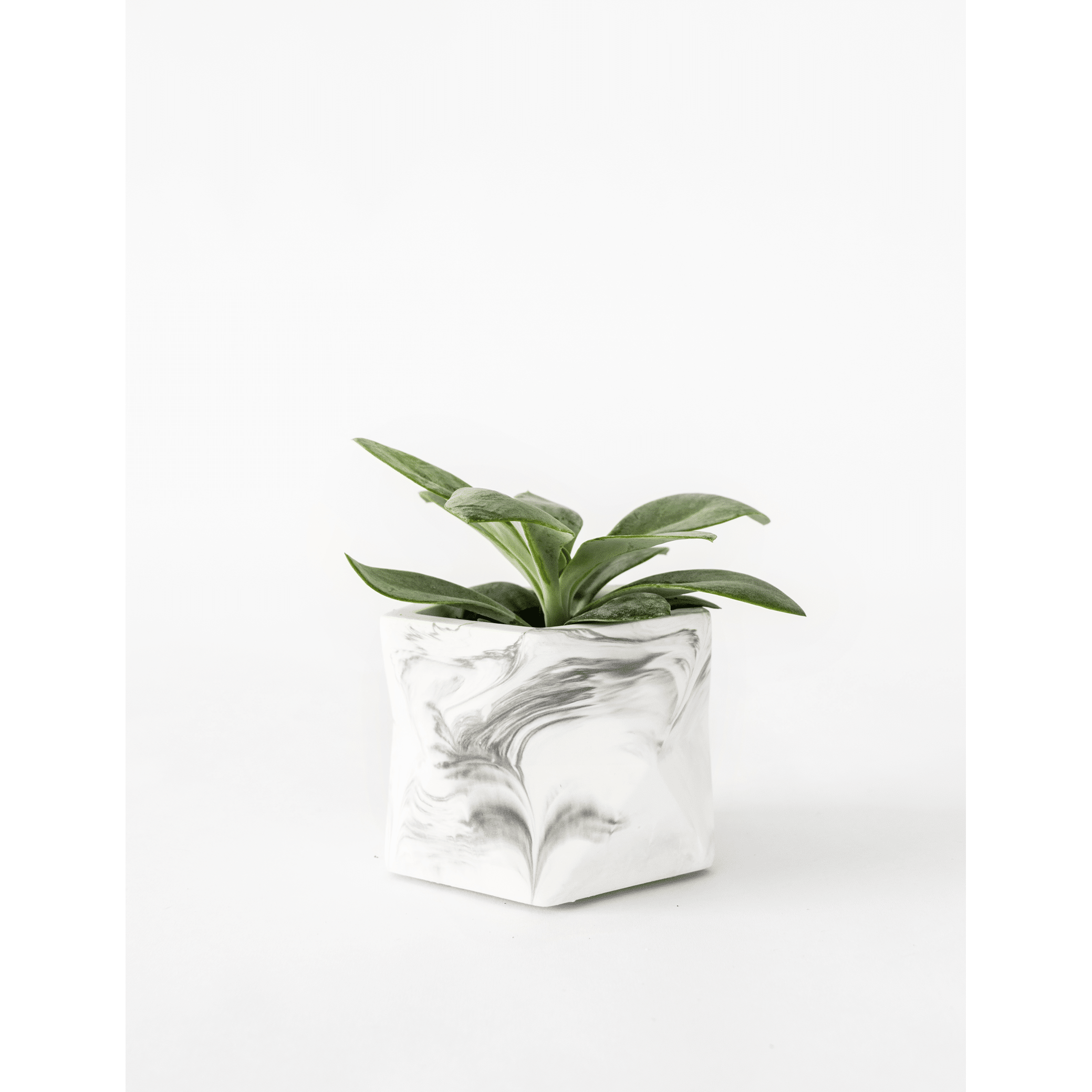 Palua-medium_white-marble_plant2.png