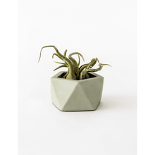 Afbeelding in Gallery-weergave laden, Vand olive green
